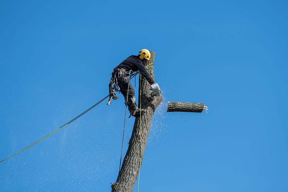 Arborist secured with harness and ropes cuts sections from a tall tree trunk against a clear blue sky