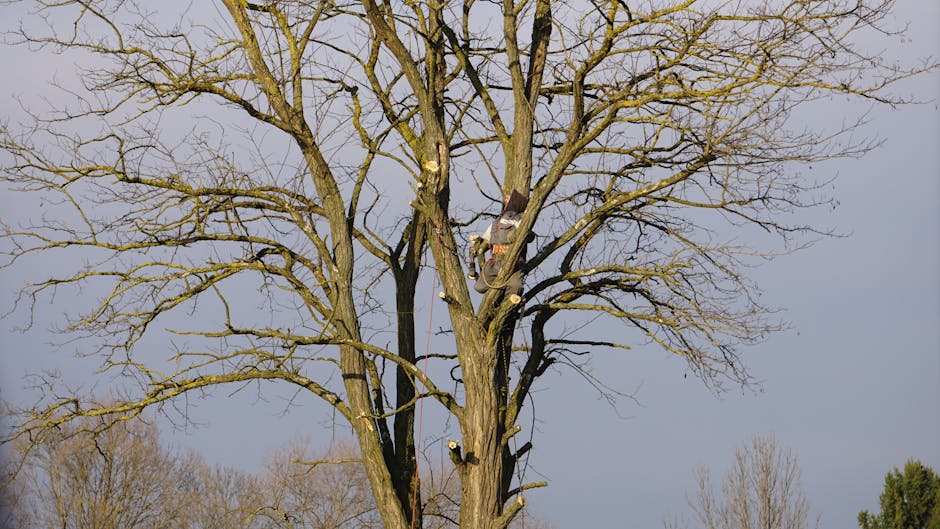 Arborist climbing a tall bare tree for winter dormant pruning against a clear sky