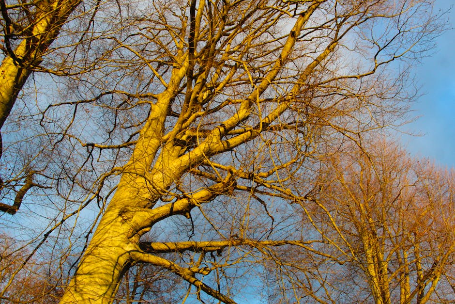 Bare deciduous tree branches catching golden winter sunlight