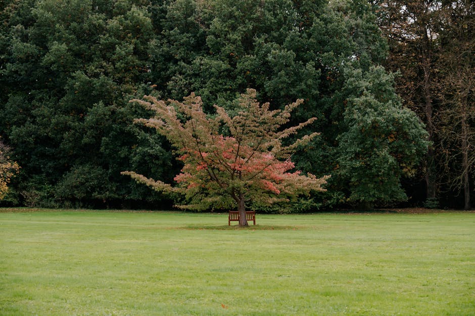 Wooden bench placed beneath a large tree with autumn foliage