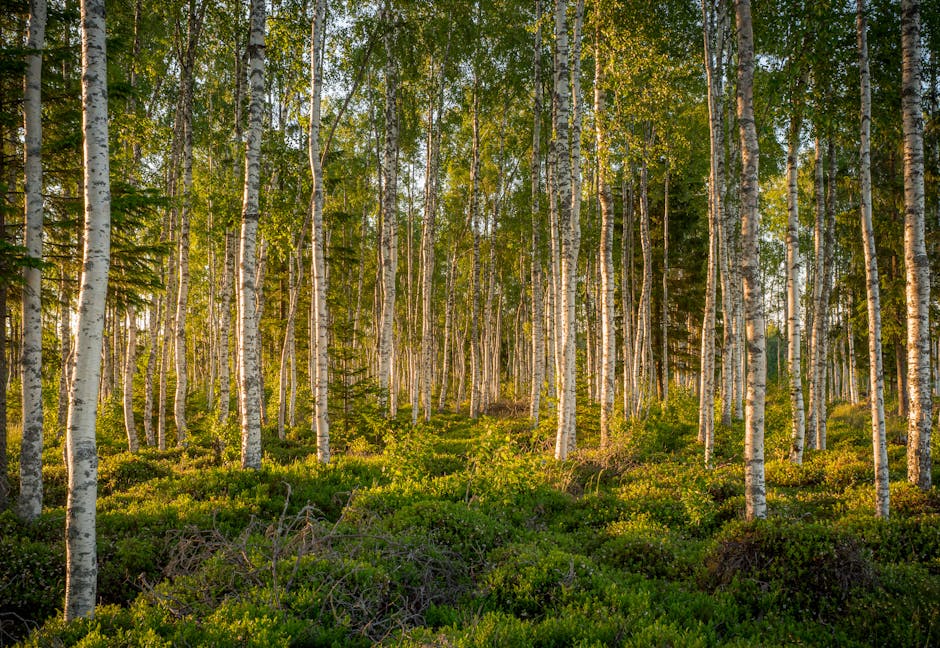Sunlit birch forest with white trunks and green undergrowth