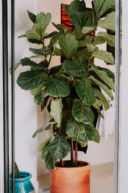 Fiddle leaf fig tree in a terracotta pot with large violin-shaped leaves in natural indoor light