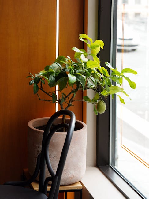 Lush potted lemon tree on a windowsill with healthy green foliage in warm natural light