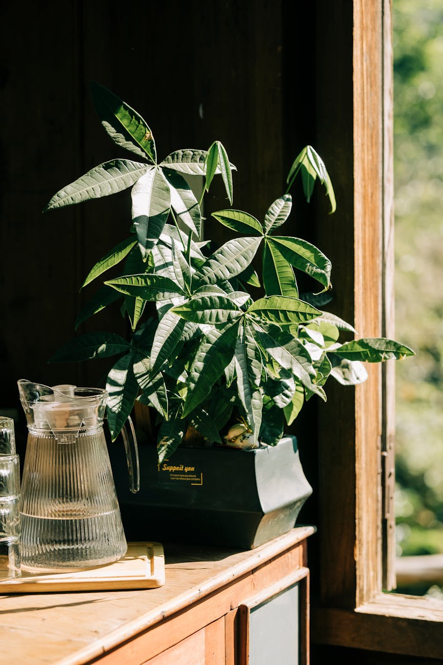 Money tree with characteristic braided trunk and palmate leaves on a dresser by a sunlit window