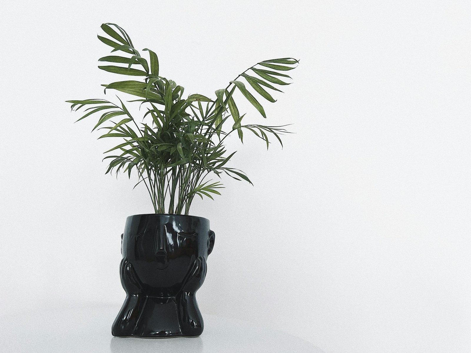 Potted parlor palm with delicate arching fronds in a modern black container