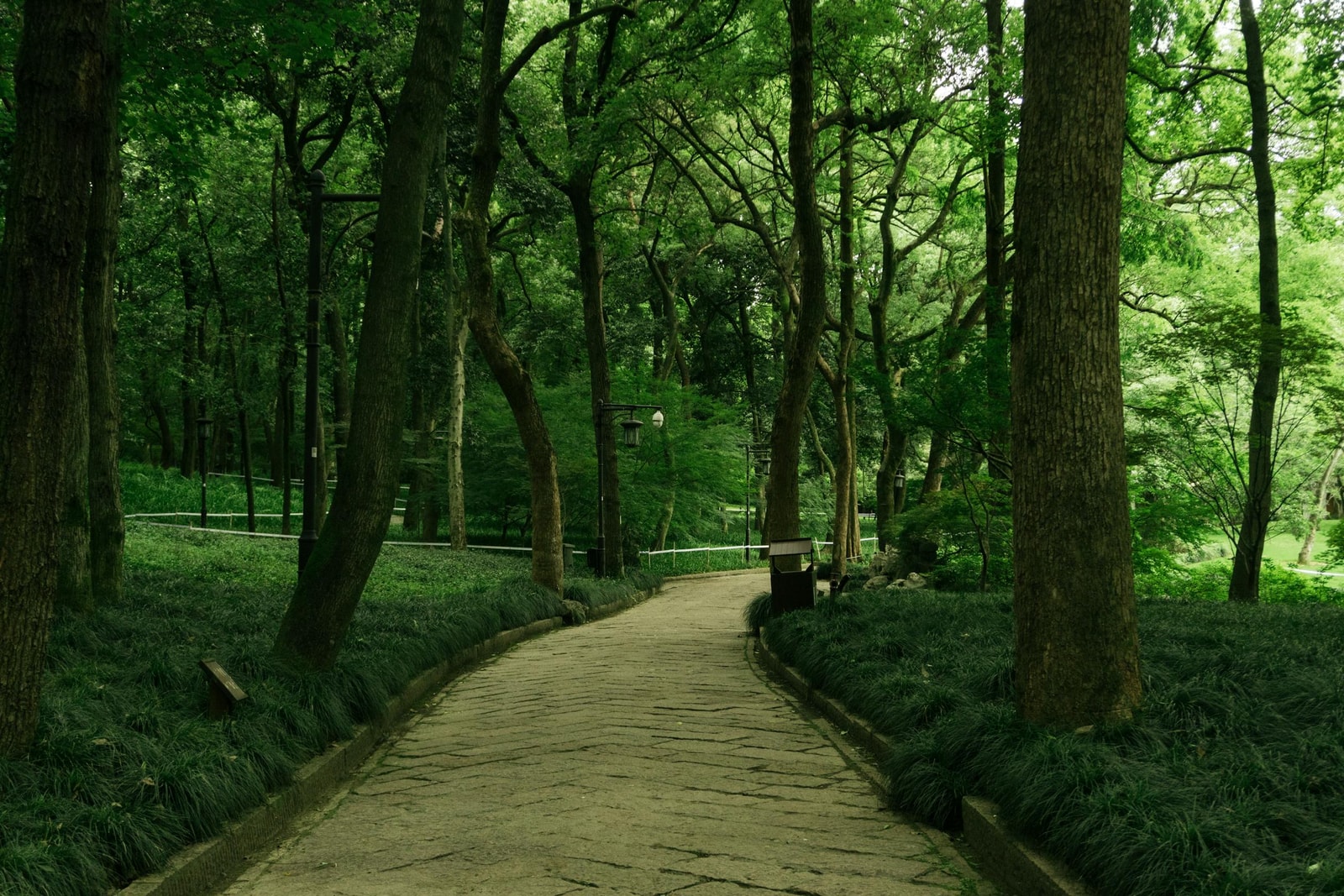 Dappled sunlight filtering through tree canopy onto a pathway