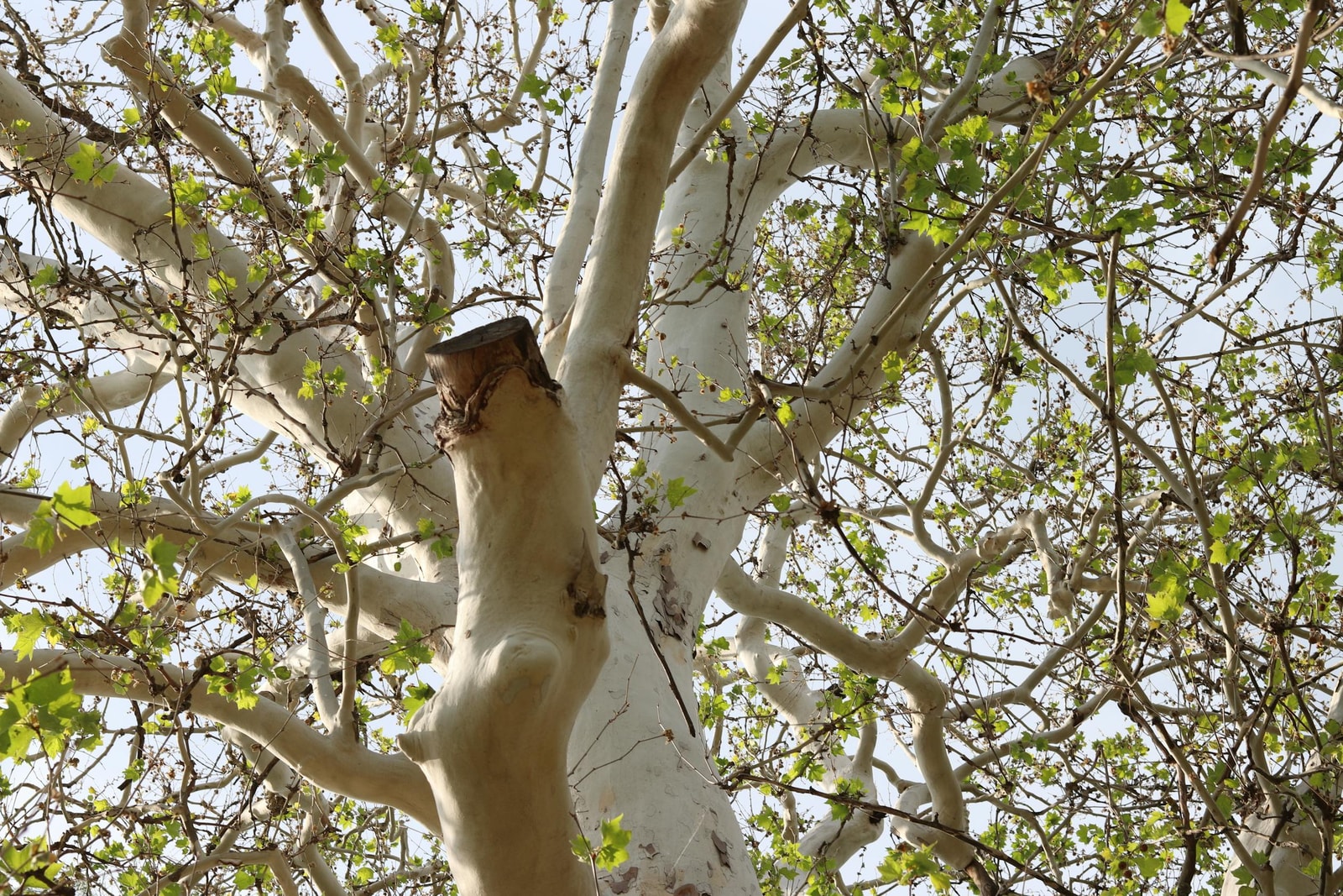 Looking up at a sycamore tree showing white bark and lush green leaves