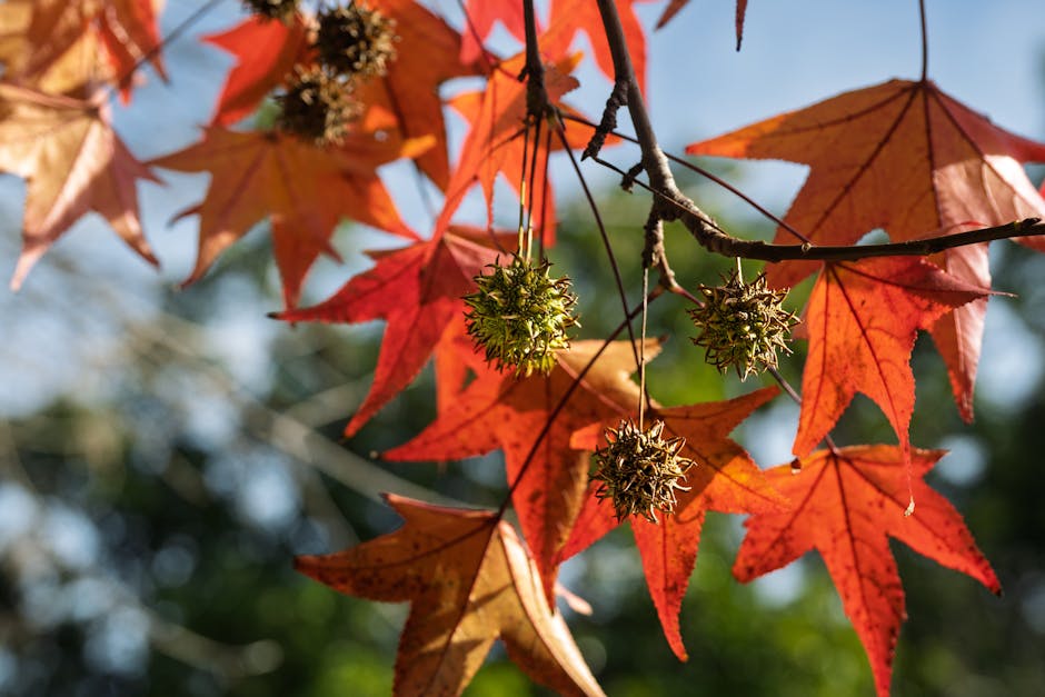 Sweetgum star-shaped leaves in autumn orange with spiny seed balls visible