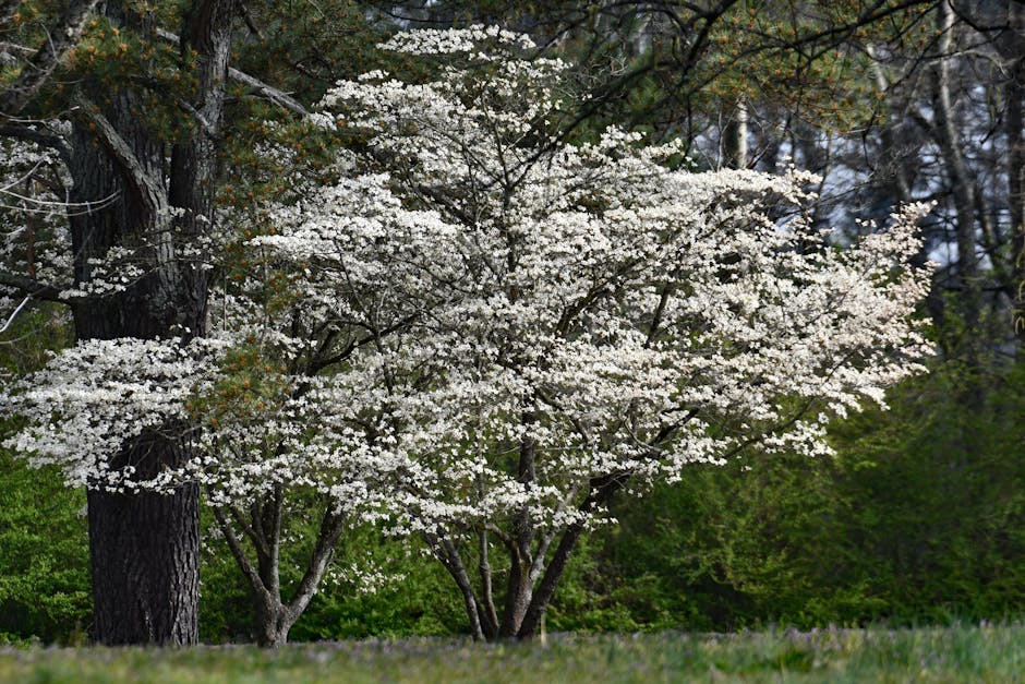Kousa dogwood tree with white star-shaped flowers