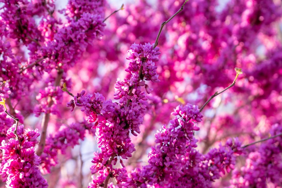 Redbud tree covered in pink spring blossoms
