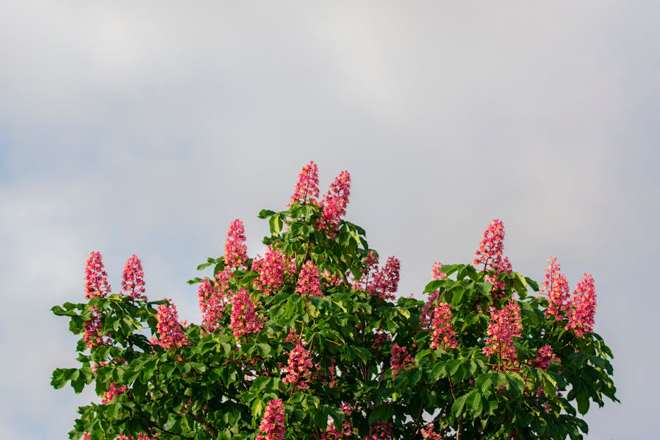 Red horse chestnut flowers blooming against a clear sky