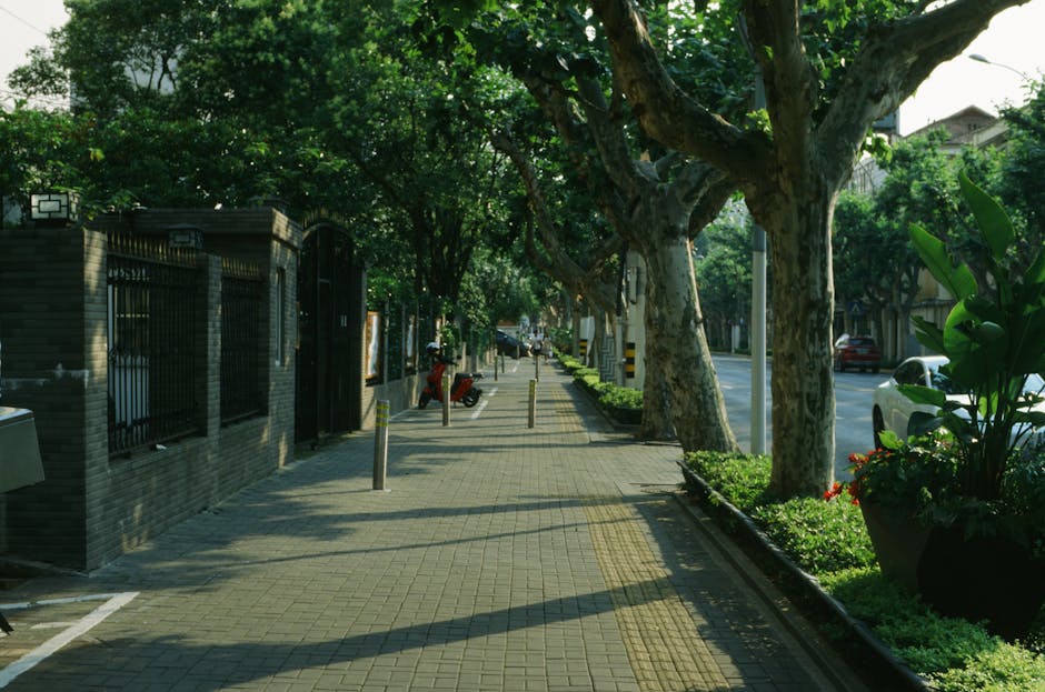 Mature shade trees providing canopy cover over a residential sidewalk in summer