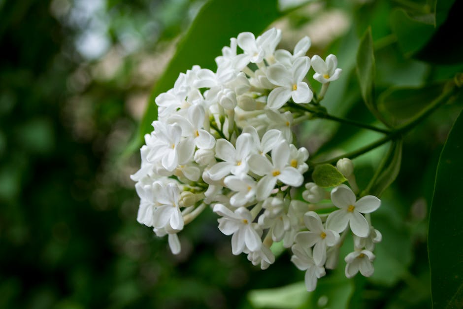 Clusters of white lilac flowers in full bloom surrounded by green foliage