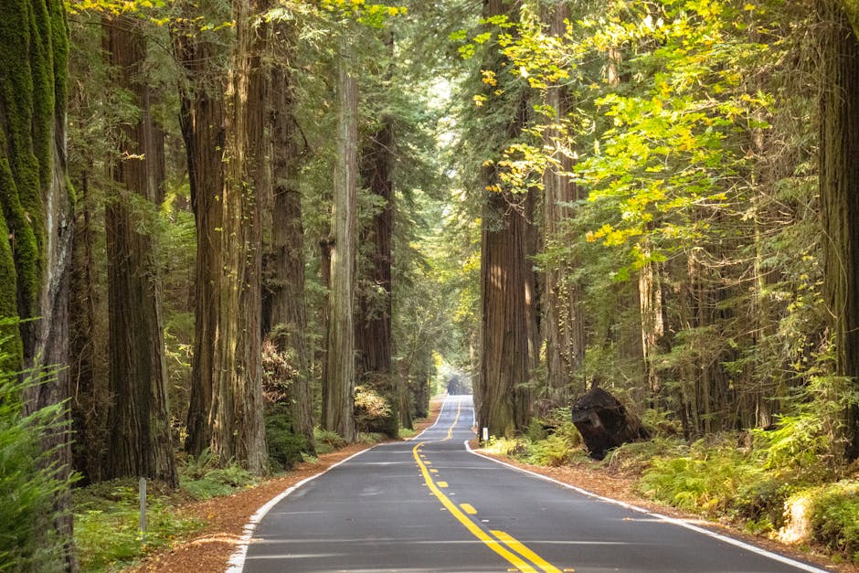Road winding through towering coast redwood trees in a California forest