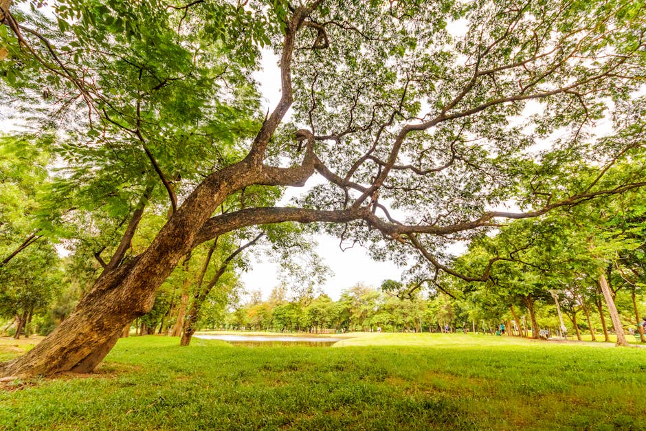 Large shade tree with a spreading canopy providing deep shade over a green lawn