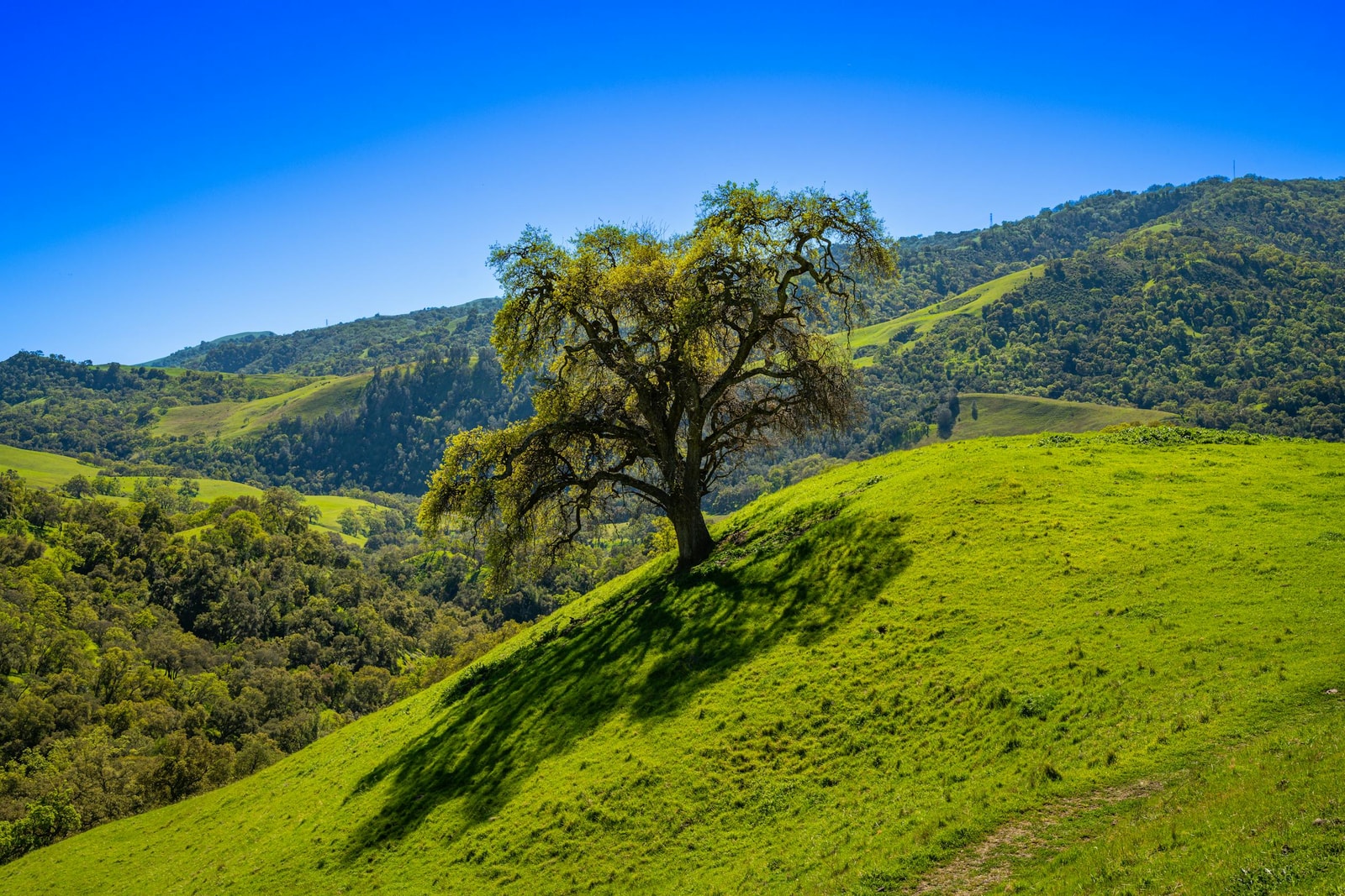 Coast live oak tree in a California landscape with golden hills