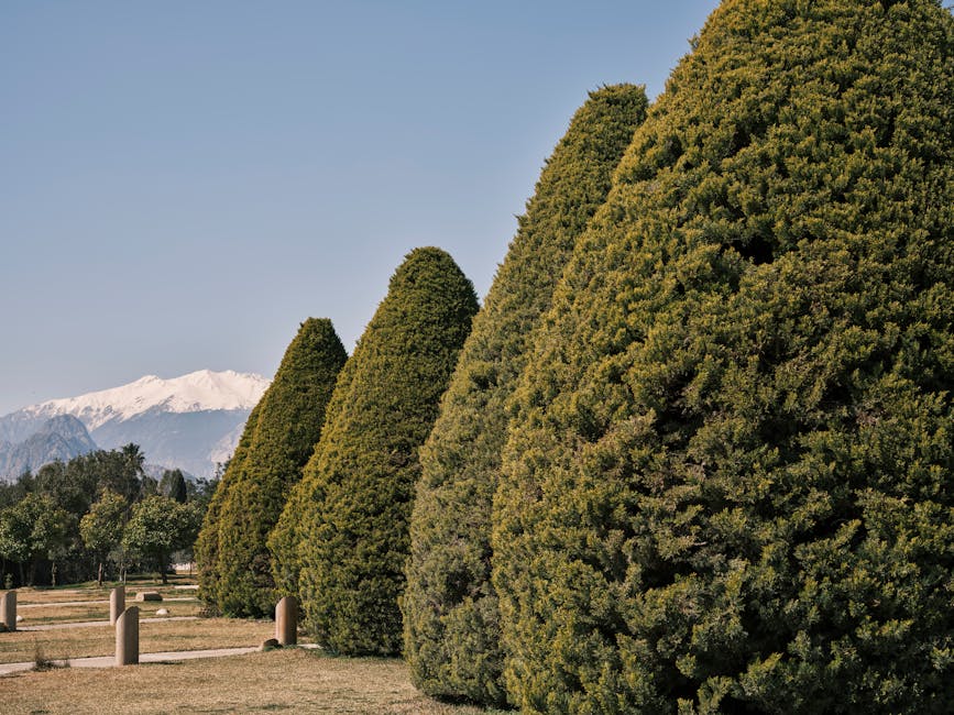 Mixed evergreen trees and conifers in a garden setting with mountain backdrop