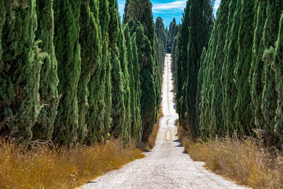 Tall cypress trees lining a narrow pathway creating a dramatic green corridor