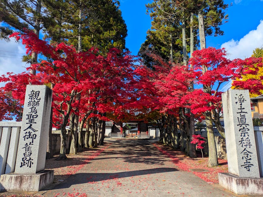 Japanese maple tree with brilliant red autumn foliage