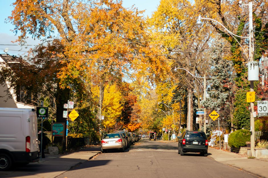 Columnar maple tree with fall color in a residential landscape