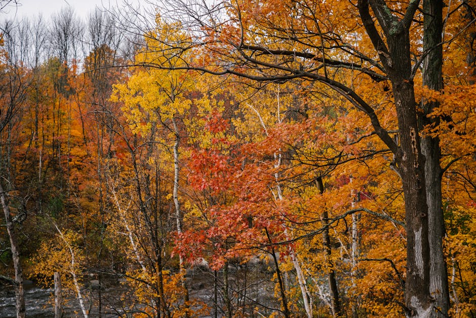 Sugar maple trees displaying multicolored fall foliage in orange, gold, and red