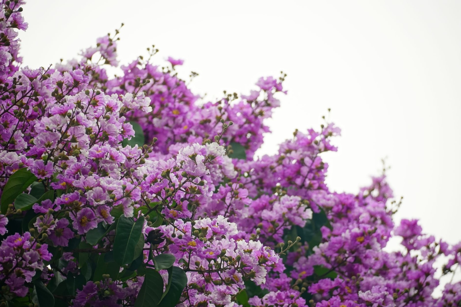 Purple crepe myrtle flowers blooming against green foliage