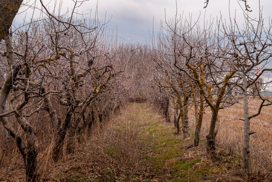Dormant fruit trees in a winter orchard with bare branches