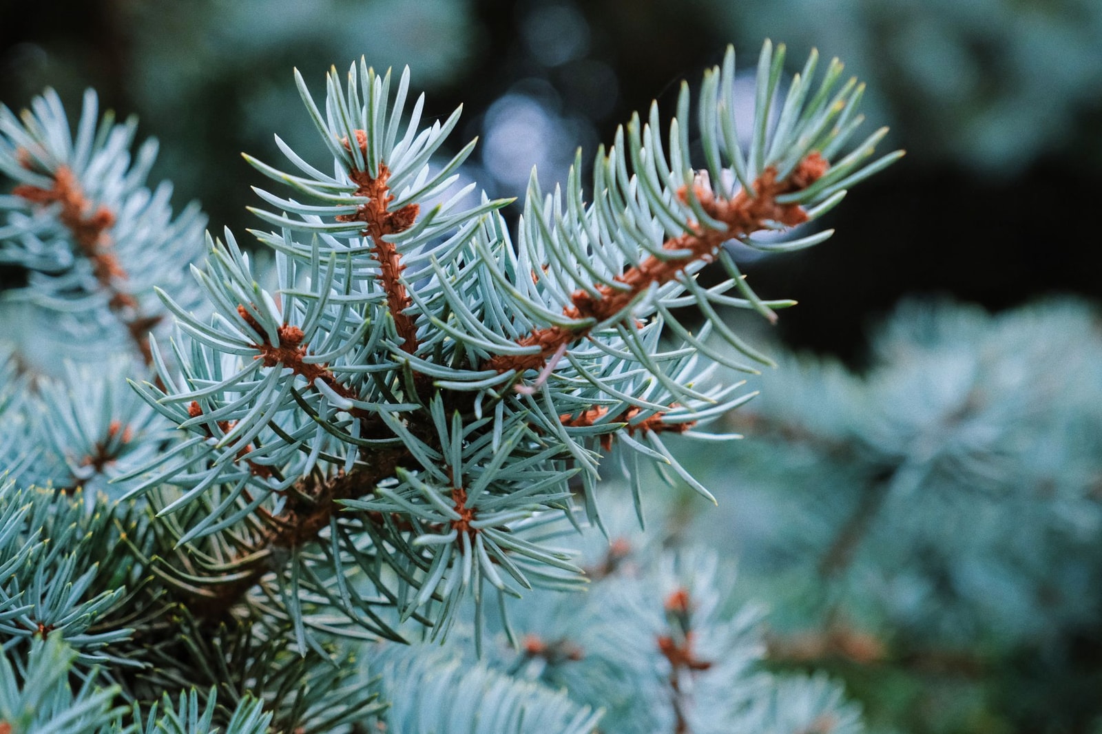 Sharp blue-grey needles of a Colorado blue spruce, the classic deer-resistant evergreen