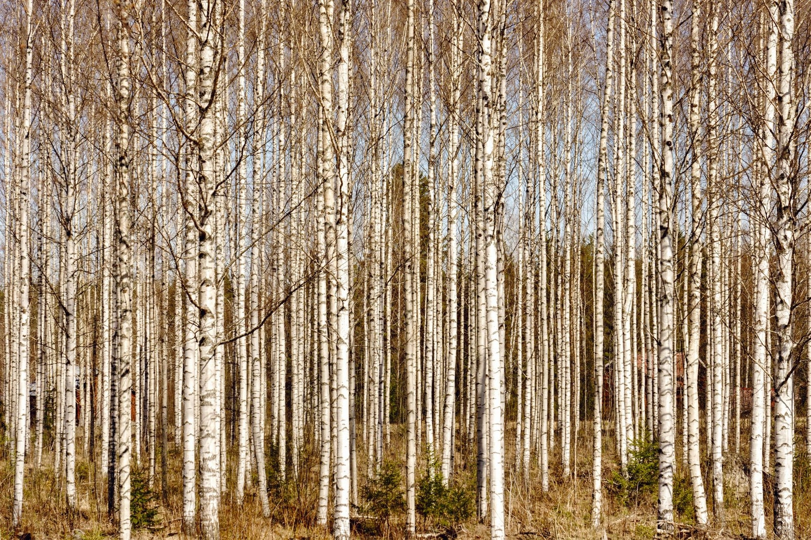 A stand of paper birch trees with white trunks, a fast-growing deer-resistant choice