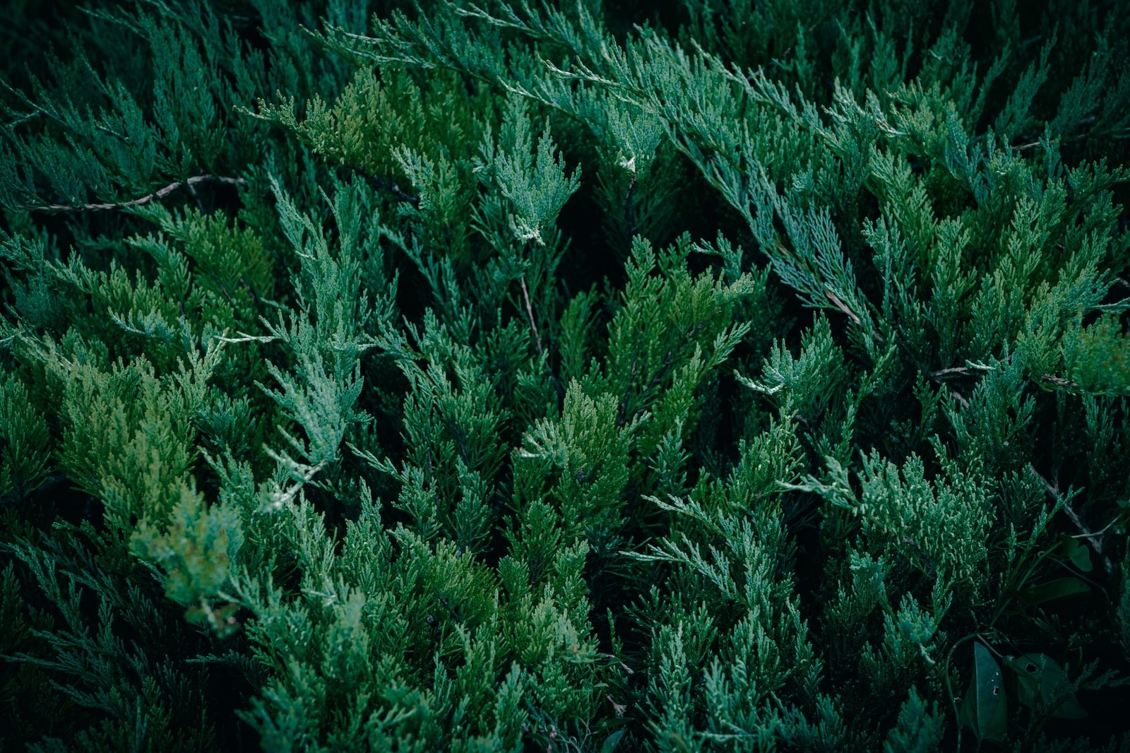 Dense green juniper shrub with evergreen needle foliage