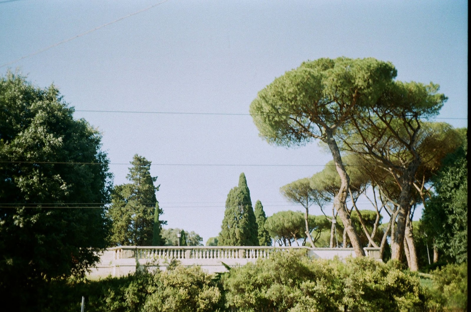 Italian stone pines with umbrella-shaped canopies in Rome