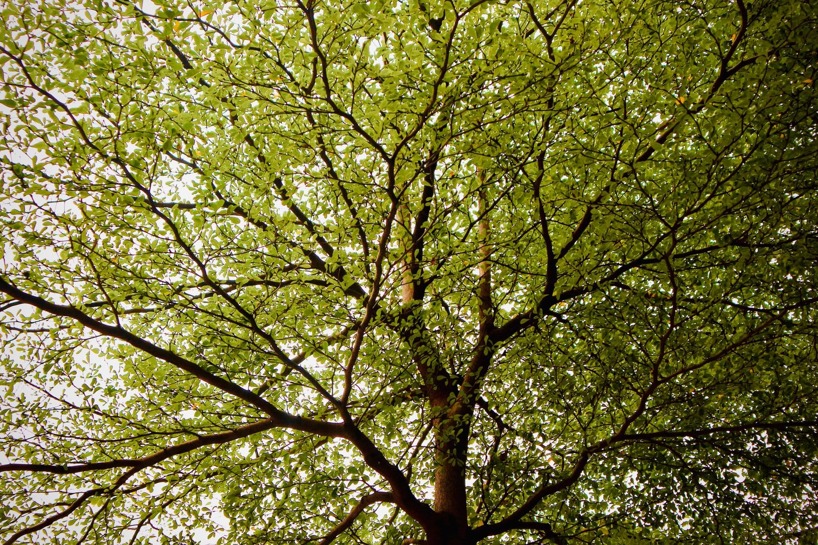 Lacebark elm canopy with dense green foliage