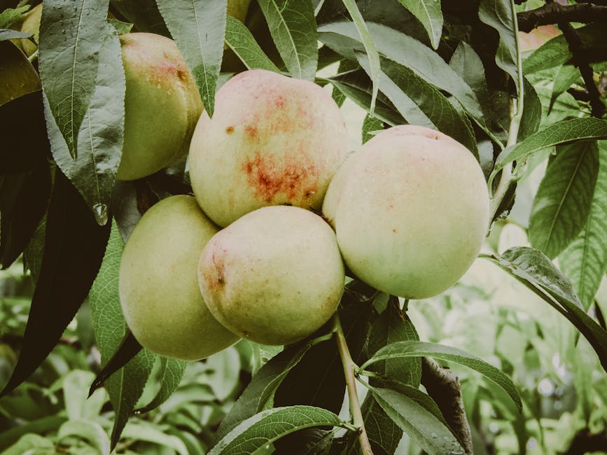 Ripe peaches hanging from a small peach tree in a sunny backyard