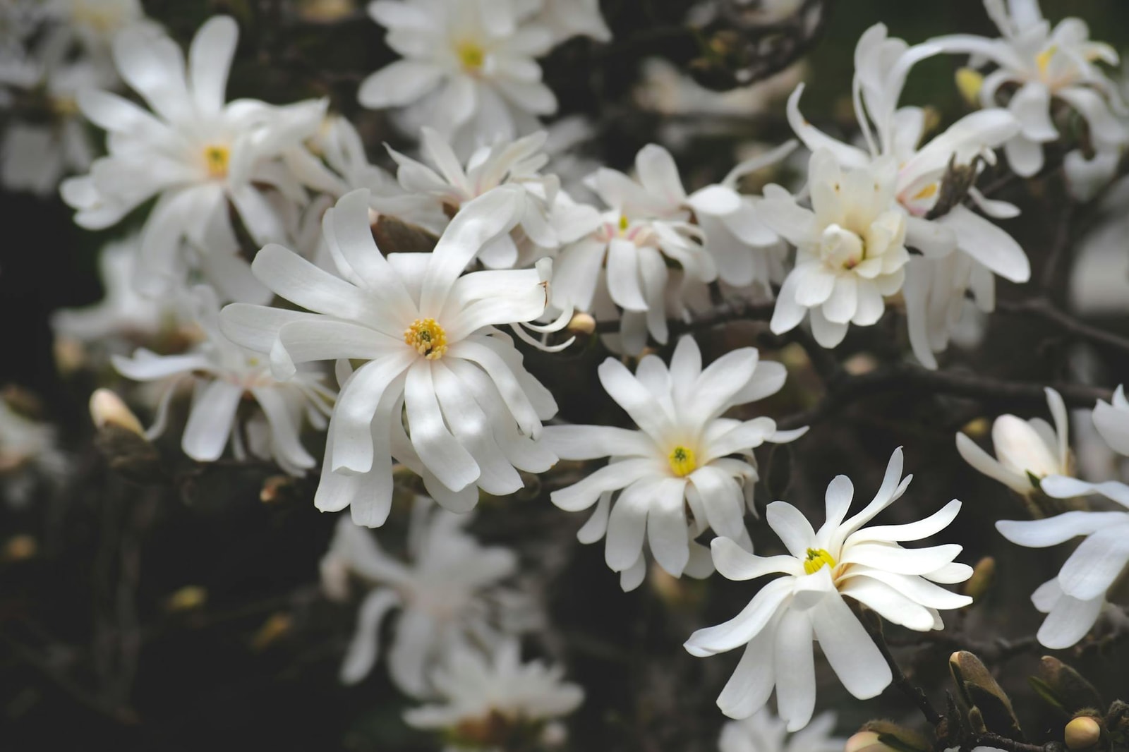 White magnolia flowers with delicate petals blooming on branches in spring