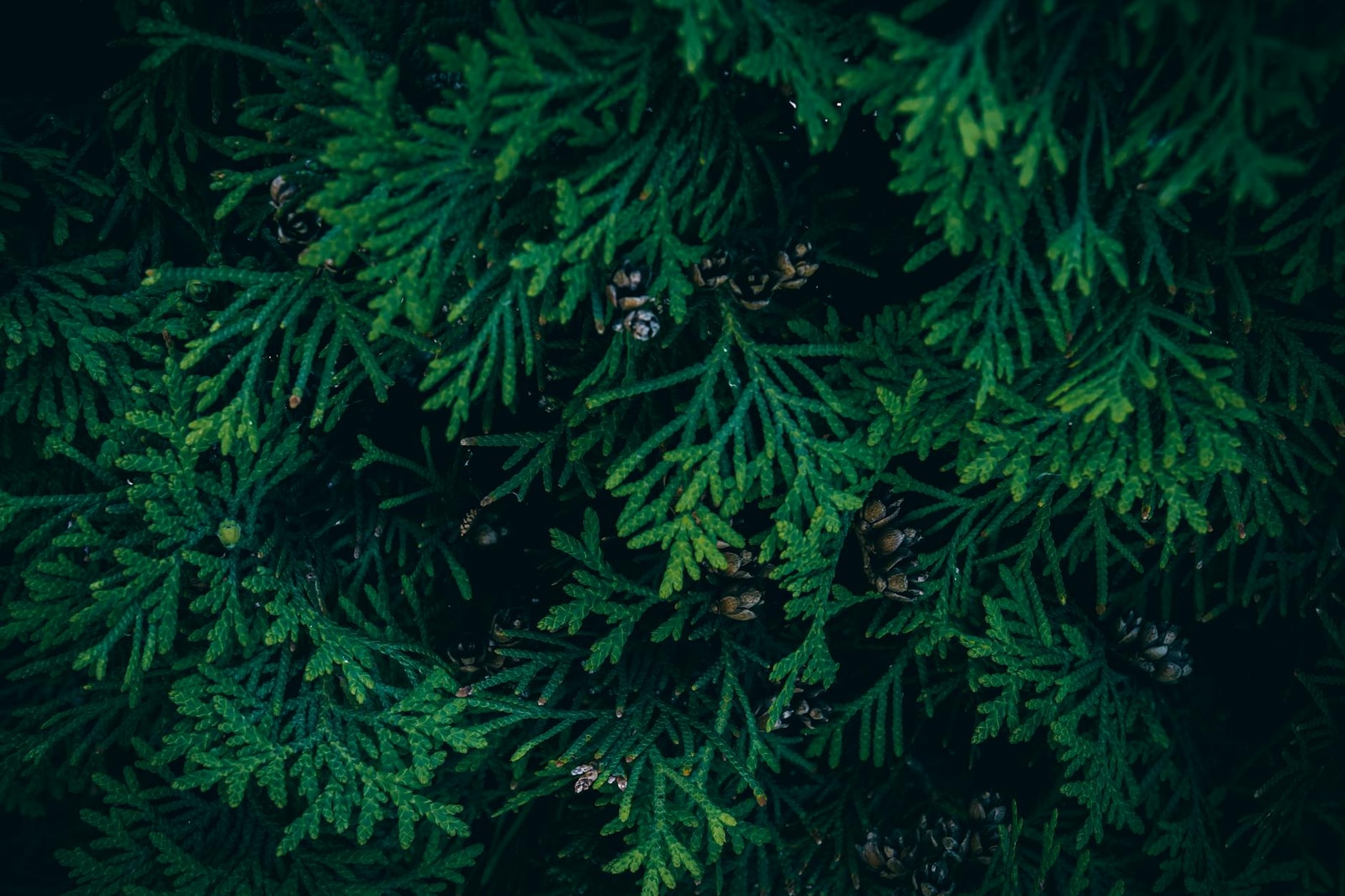 Close-up of green Thuja foliage with small brown seed cones among dense scale-like leaves