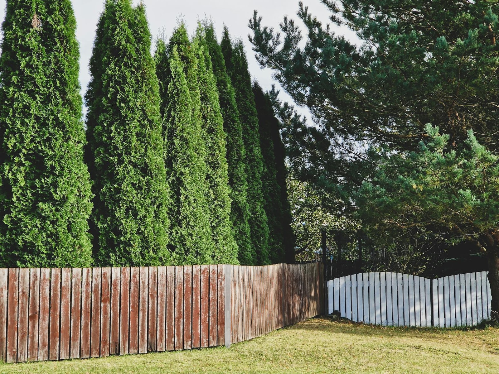 Row of tall arborvitae trees growing behind a weathered wooden fence as a privacy screen