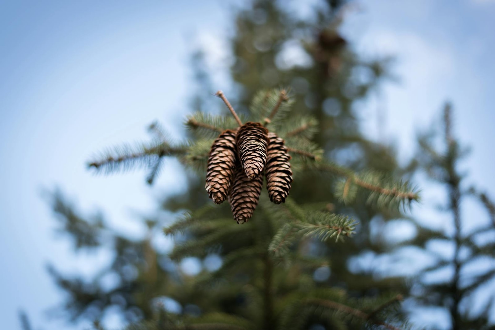 Pine cones hanging from an evergreen branch against a clear blue sky