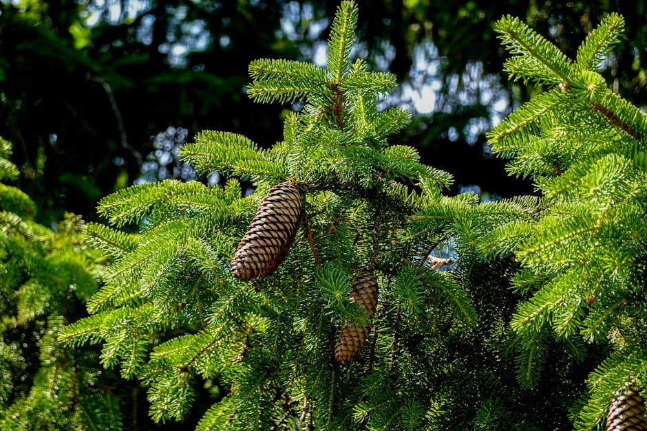 Norway spruce branch showing long cones hanging from green needles in summer sunlight