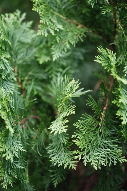 Close-up of dense arborvitae foliage showing the overlapping scale-like leaves that create solid screening