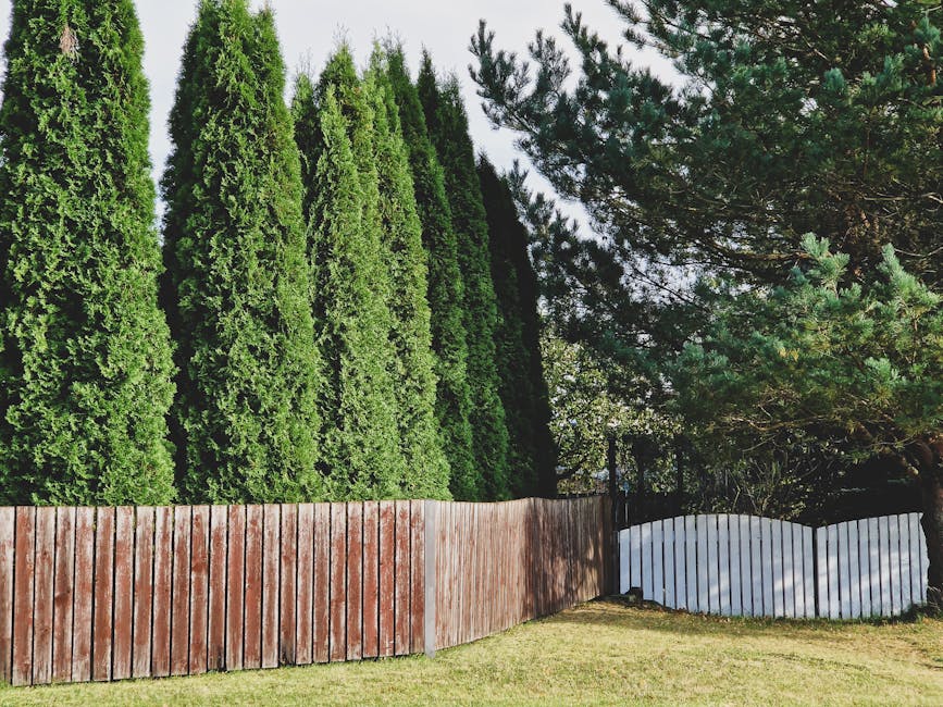 Row of tall thuja evergreen trees growing behind a weathered wooden fence as a privacy screen