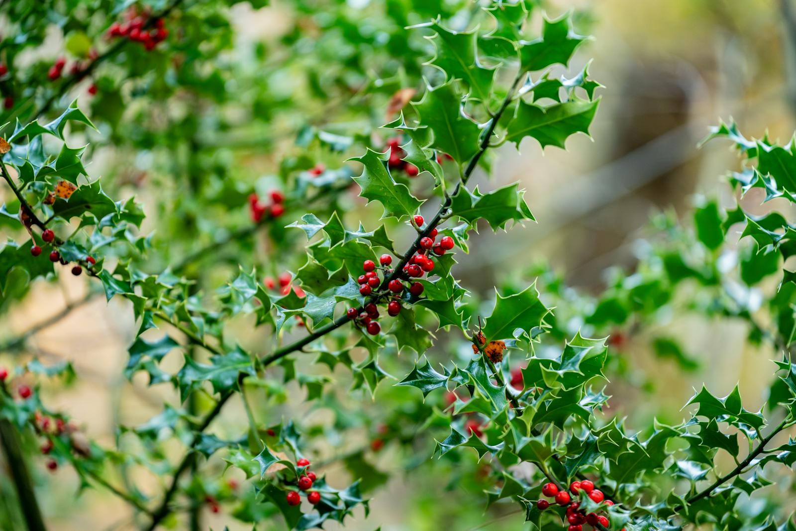 Glossy green holly leaves with clusters of bright red berries on a branch