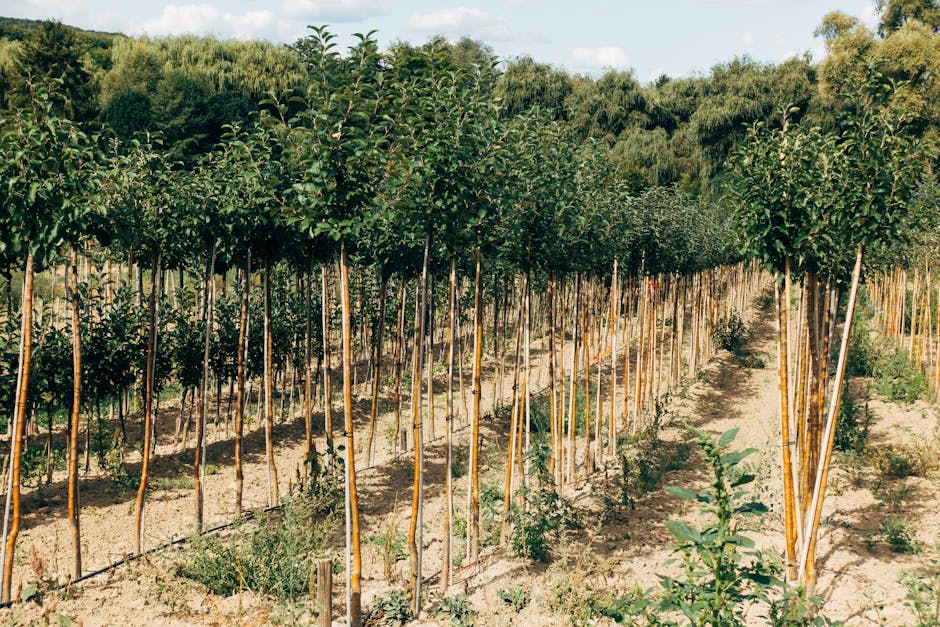 Young trees planted in orderly rows at a tree farm under a sunny sky
