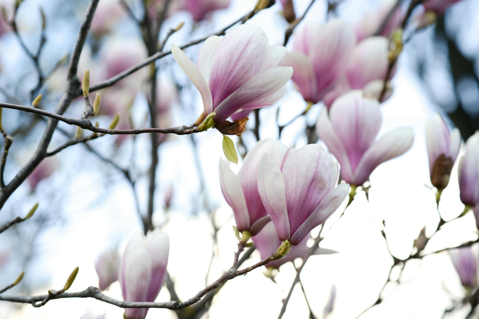 Pink and white saucer magnolia flowers in full bloom in early spring