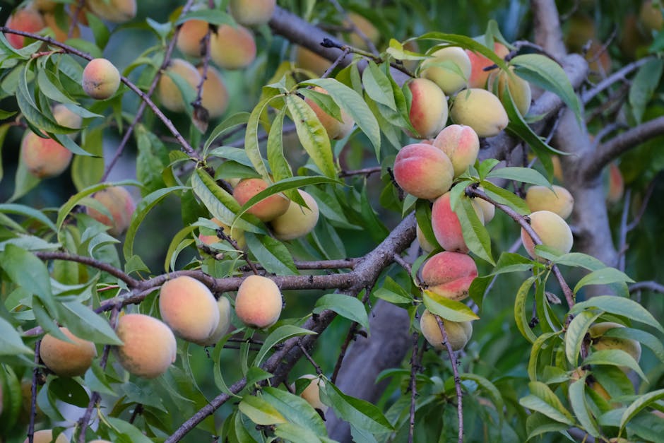 Ripe peaches hanging on a peach tree branch ready for harvest