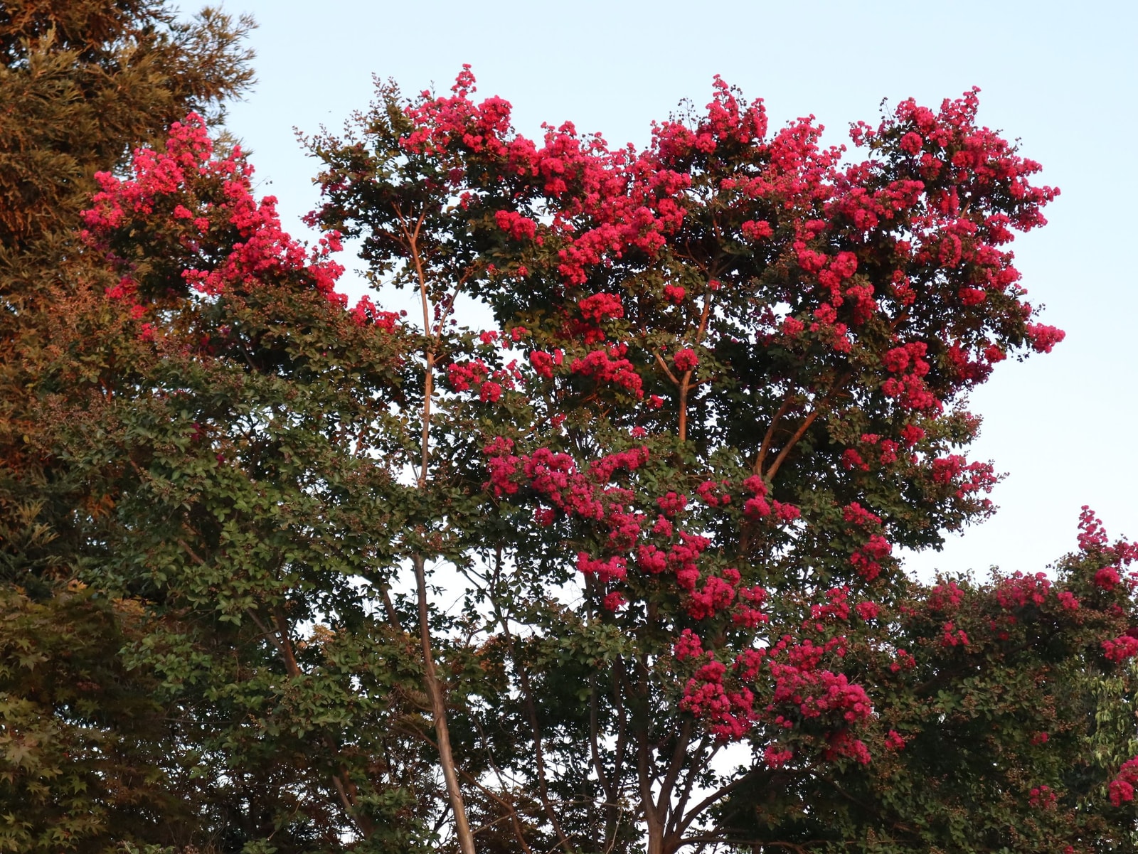 A fast-growing crape myrtle in full red summer bloom forming a tall flowering screen