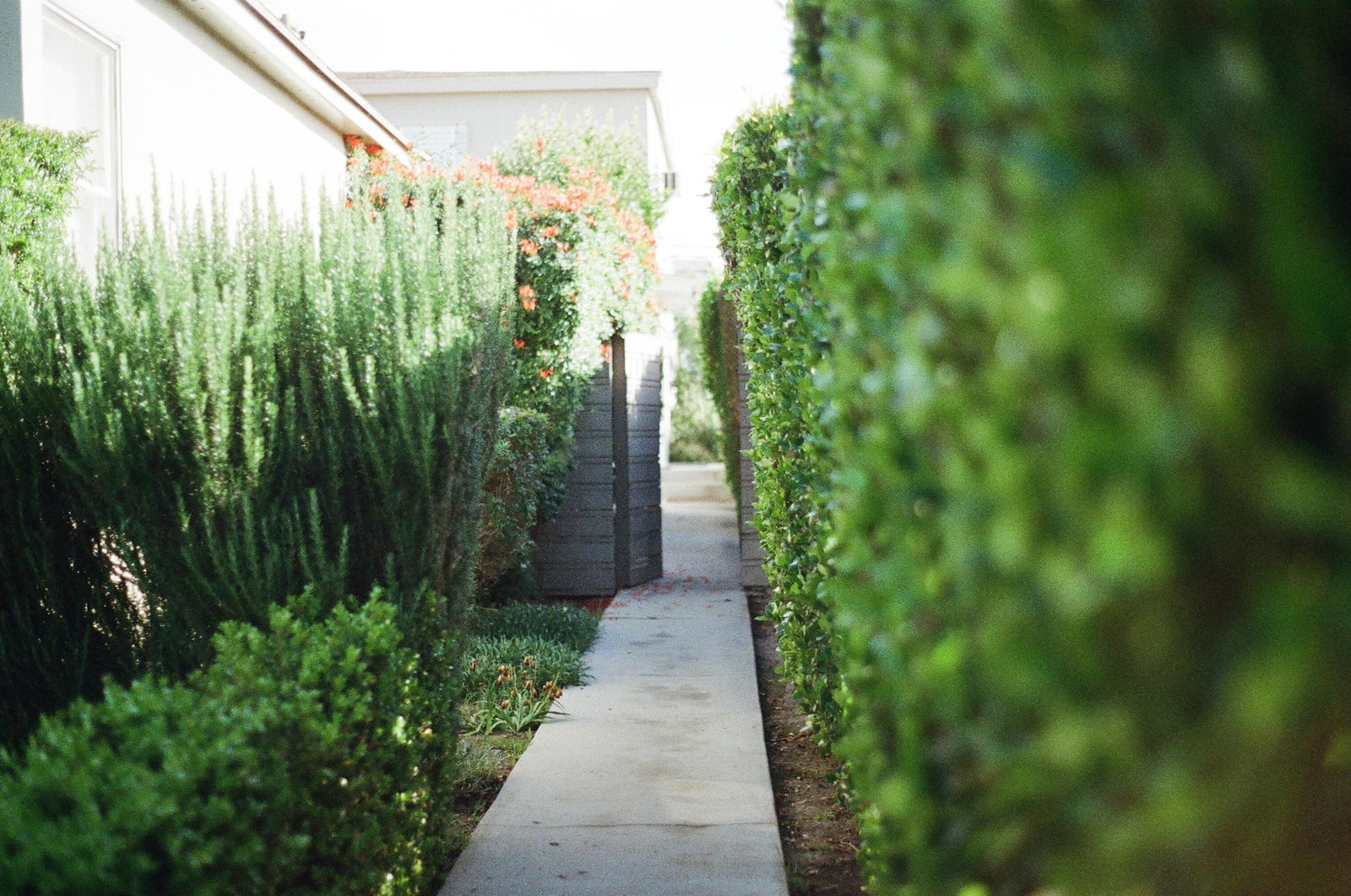 A backyard path screened on both sides by tall fast-growing privacy trees and hedges hiding neighboring houses