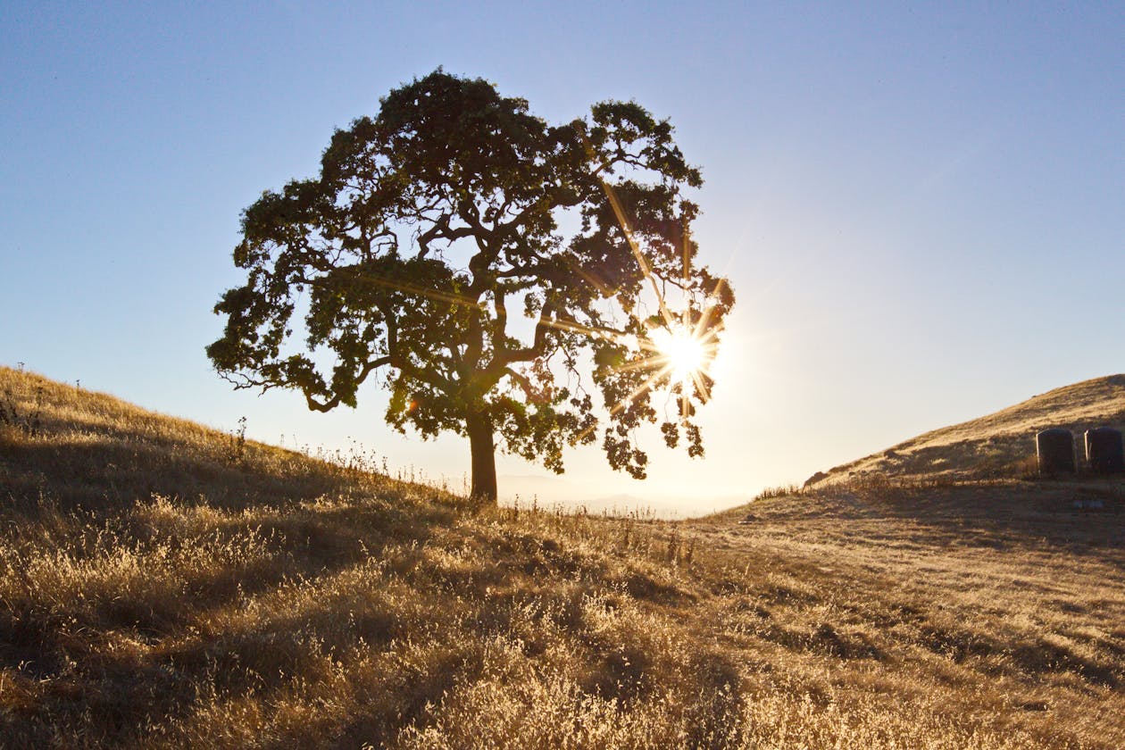 A solitary valley oak in a golden California grassland