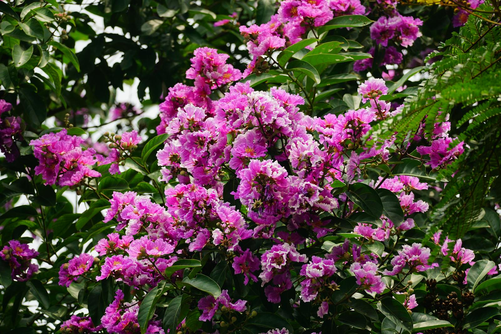 Cluster of vibrant pink crape myrtle flowers in full summer bloom