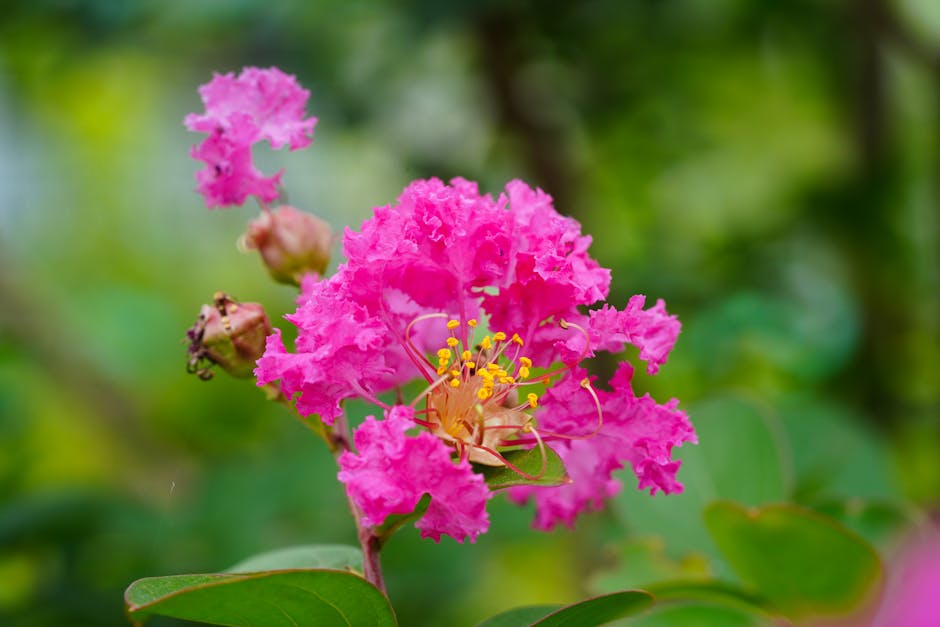 Close-up of a vivid pink crape myrtle flower showing delicate crepe-paper petals