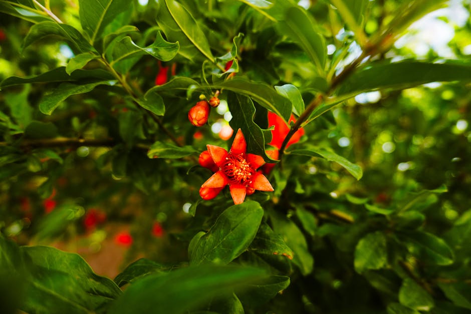 Close-up of an orange-red pomegranate flower blooming among lush green leaves